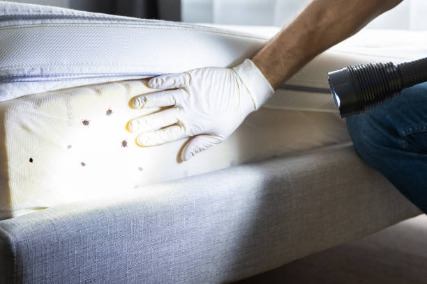 Flea Control Services in Mi Wuk Village, CA