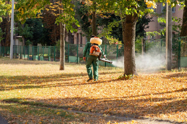Best Termite Control Services  in Mi Wuk Village, CA