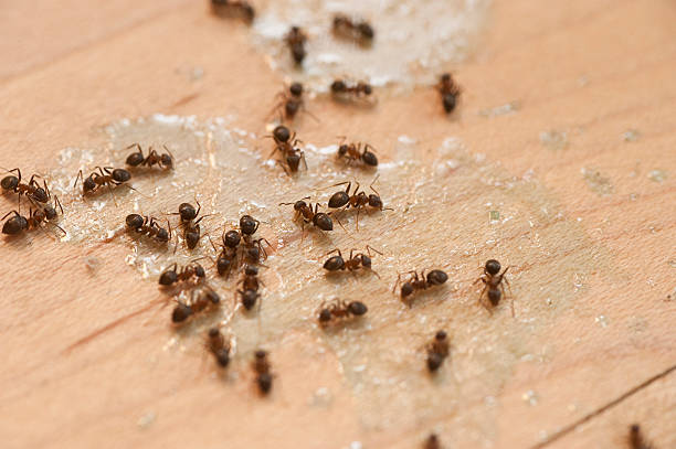 Best Pest Inspection Near Me  in Mi Wuk Village, CA